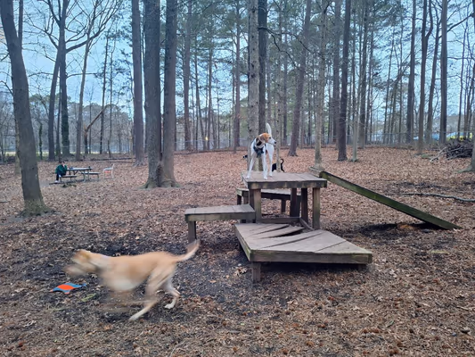 Dog Park at Carolina Pines Park photo 1